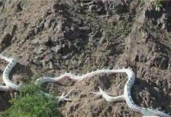 世界上有龙吗真实视频,探寻世界龙的存在之谜